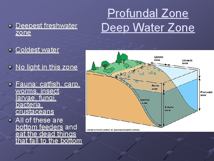 Deepest freshwater zone Coldest water No light in this zone Fauna: catfish, carp, worms,