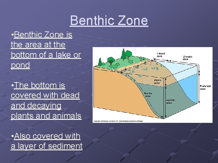 Benthic Zone • Benthic Zone is the area at the bottom of a lake