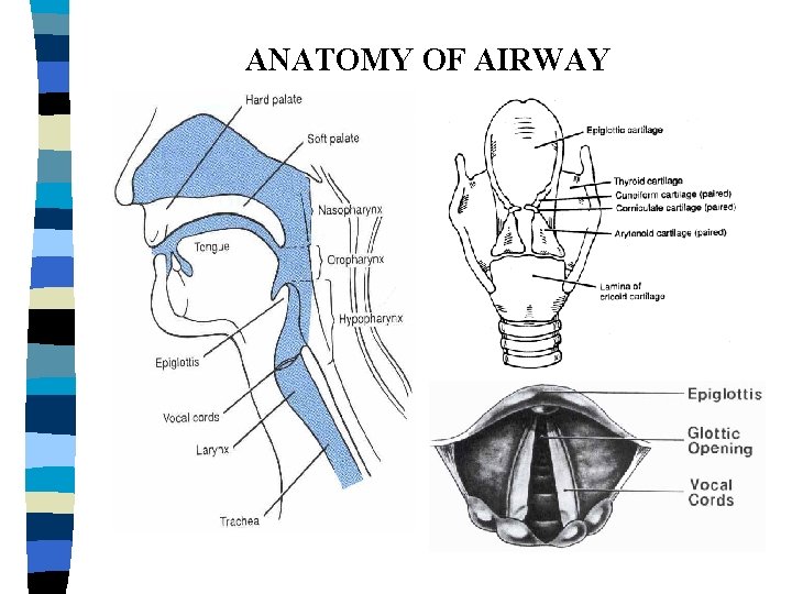 ANATOMY OF AIRWAY 