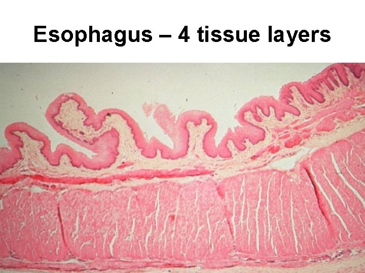 Lab 8 Digestion Lab 8 Digestion Histology Parotid