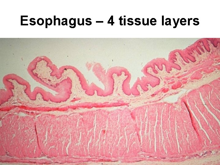 Esophagus – 4 tissue layers 