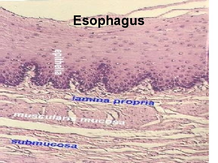 Esophagus 