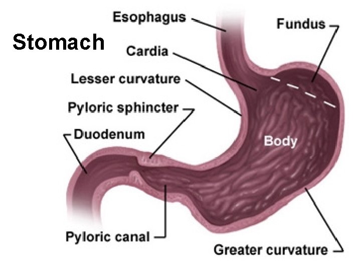 Stomach 