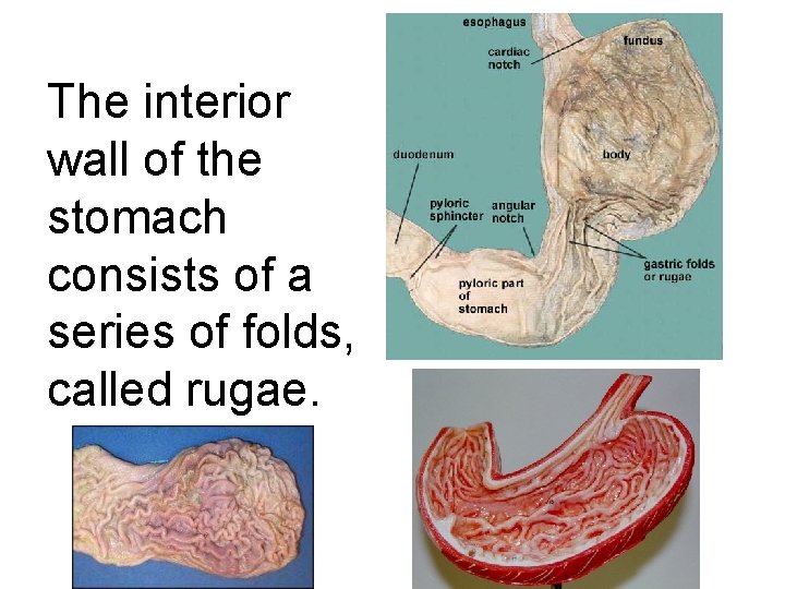 The interior wall of the stomach consists of a series of folds, called rugae.