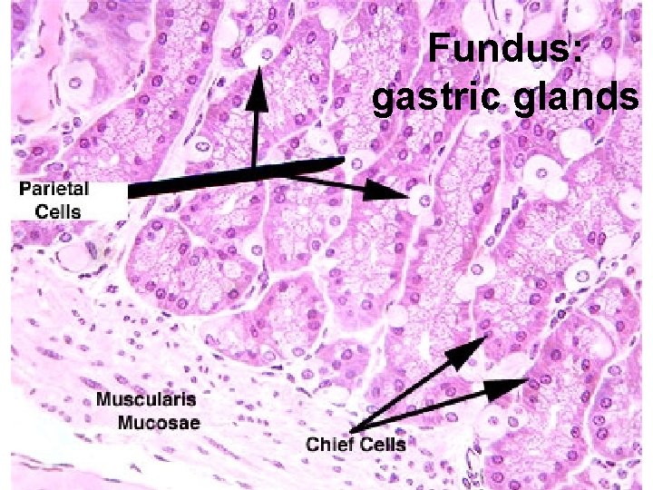 Fundus: gastric glands 