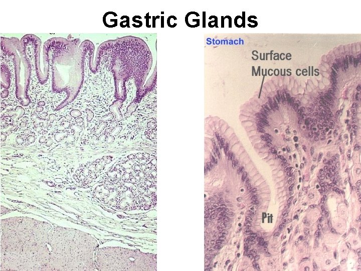 Gastric Glands 