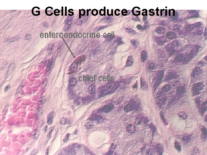 G Cells produce Gastrin 