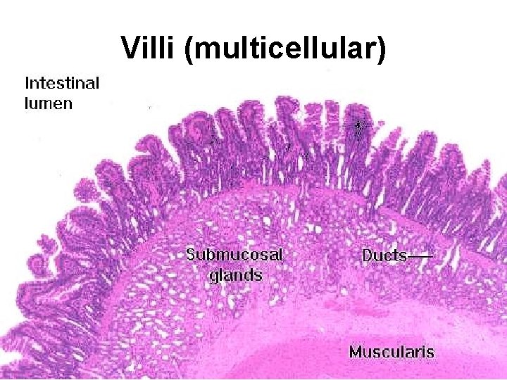Villi (multicellular) 