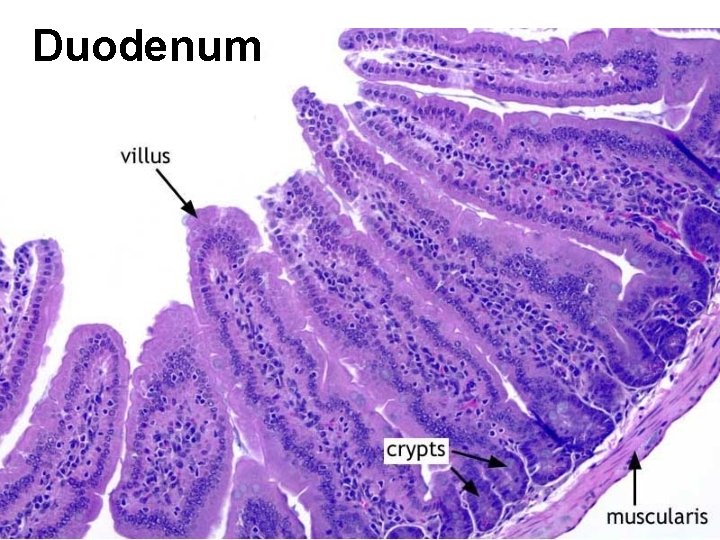 Duodenum 