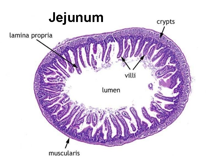 Jejunum 