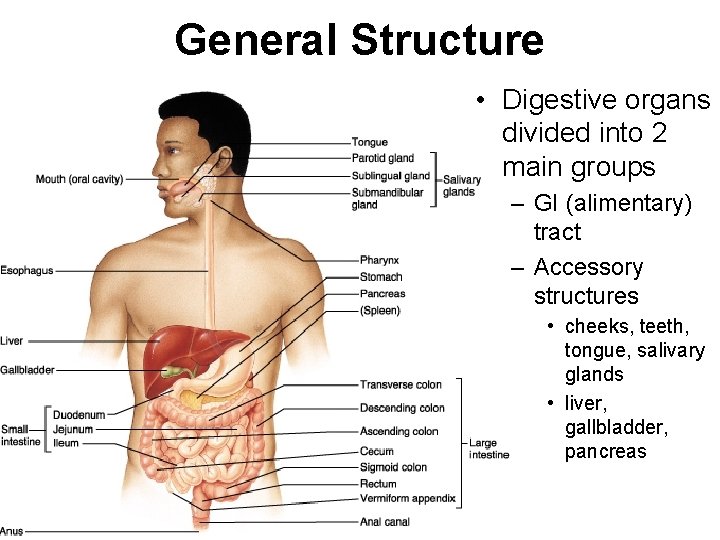 General Structure • Digestive organs divided into 2 main groups – GI (alimentary) tract