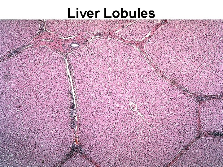 Liver Lobules 