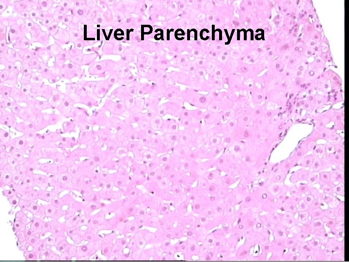 Liver Parenchyma 