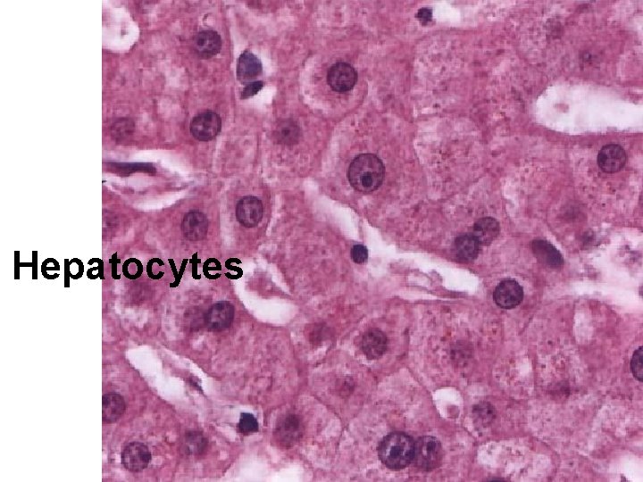 Hepatocytes 