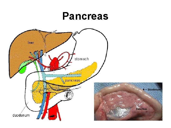 Pancreas 