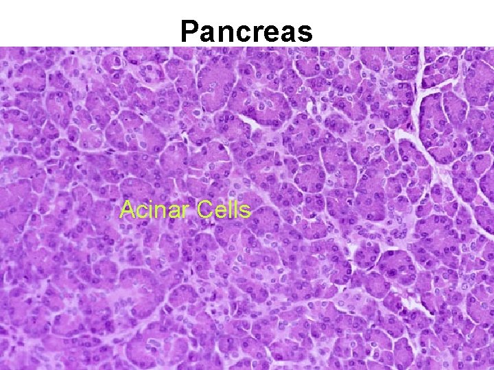 Pancreas Acinar Cells 