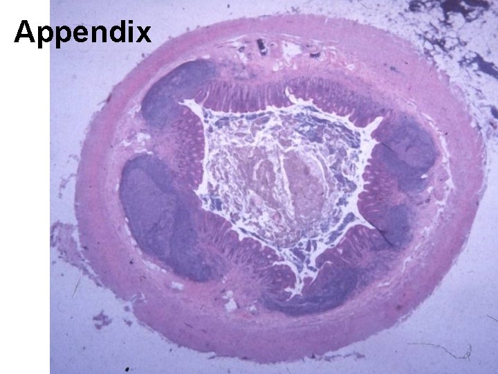 Appendix 