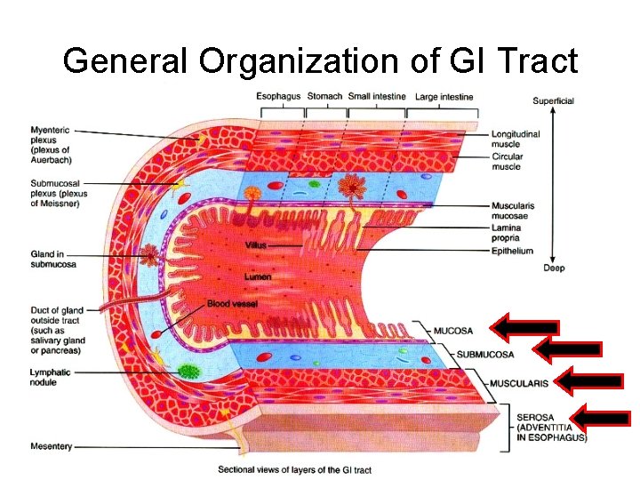 General Organization of GI Tract 