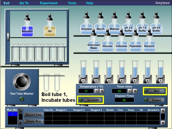 Boil tube 1, Incubate tubes 