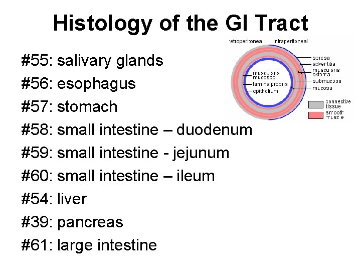Histology of the GI Tract #55: salivary glands #56: esophagus #57: stomach #58: small