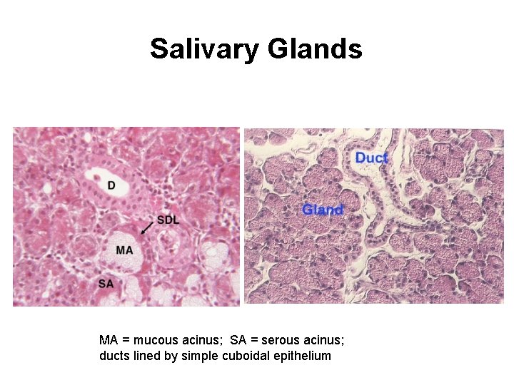 Salivary Glands MA = mucous acinus; SA = serous acinus; ducts lined by simple