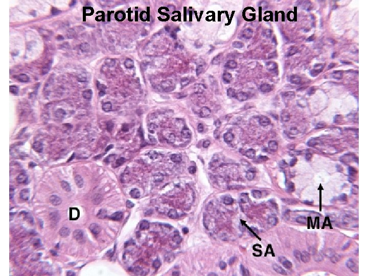 Parotid Salivary Gland 