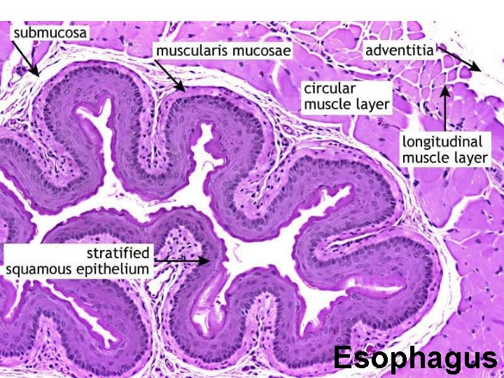 Esophagus 