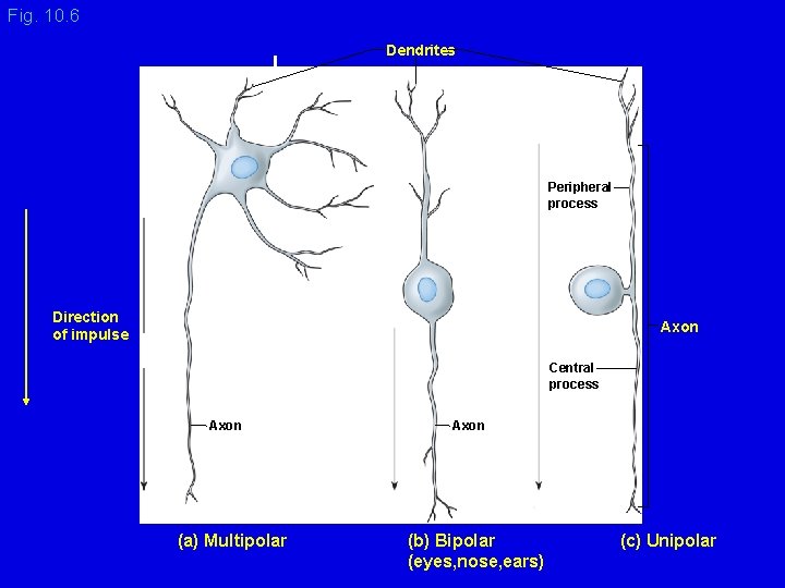 Fig. 10. 6 Dendrites Peripheral process Direction of impulse Axon Central process Axon (a)