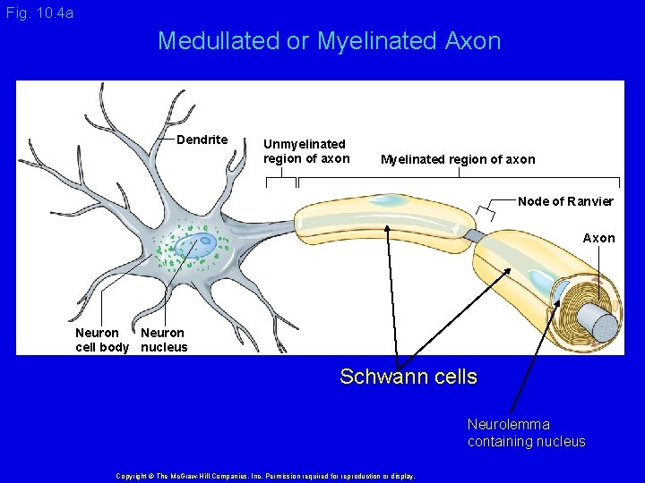 Fig. 10. 4 a Medullated or Myelinated Axon Dendrite Unmyelinated region of axon Myelinated