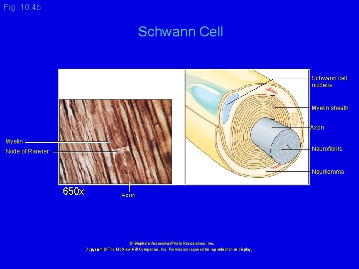 Fig. 10. 4 b Schwann Cell Schwann cell nucleus Myelin sheath Axon Myelin Neurofibrils