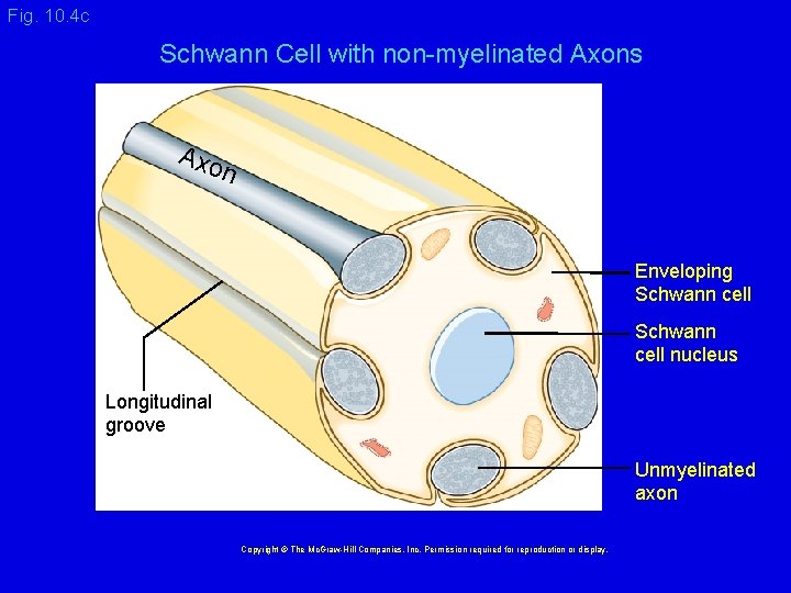 Fig. 10. 4 c Schwann Cell with non-myelinated Axons Axo n Enveloping Schwann cell