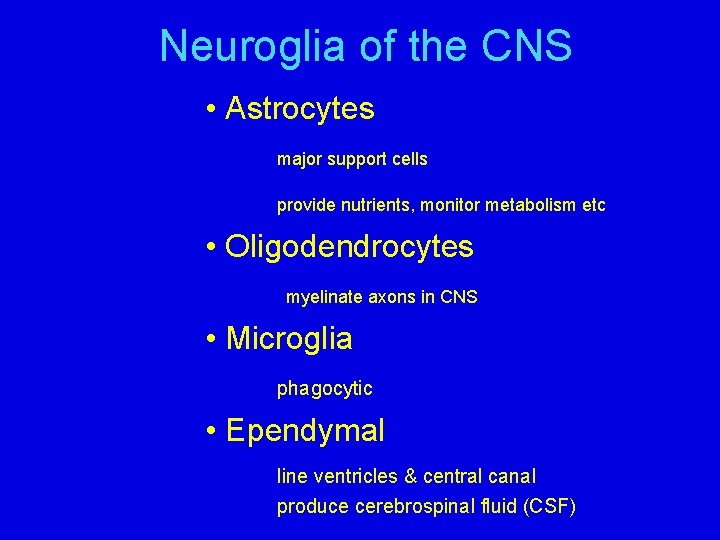 Neuroglia of the CNS • Astrocytes major support cells provide nutrients, monitor metabolism etc