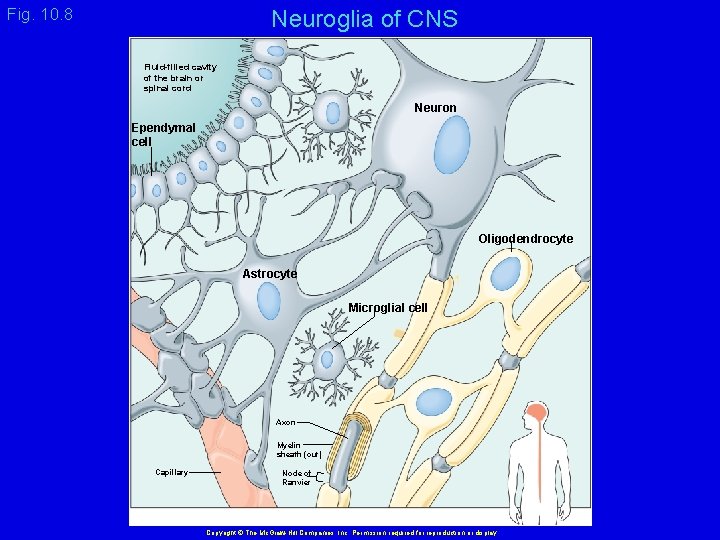 Fig. 10. 8 Neuroglia of CNS Fluid-filled cavity of the brain or spinal cord