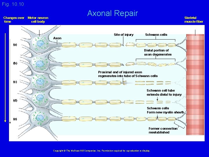 Fig. 10 Changes over time Axonal Repair Motor neuron cell body Axon Site of