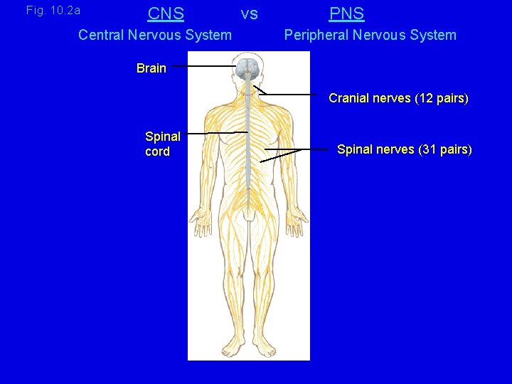 Fig. 10. 2 a CNS Central Nervous System vs PNS Peripheral Nervous System Brain