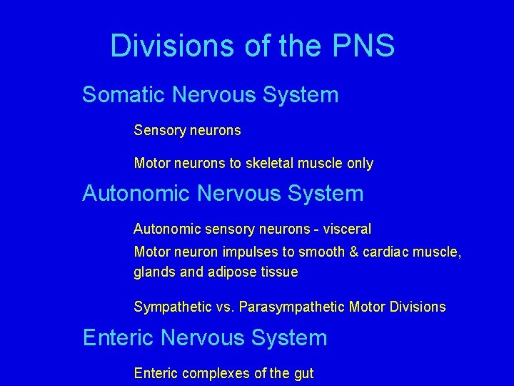 Divisions of the PNS Somatic Nervous System Sensory neurons Motor neurons to skeletal muscle