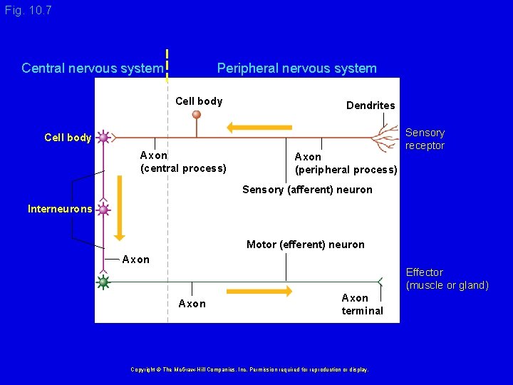 Fig. 10. 7 Central nervous system Peripheral nervous system Cell body Dendrites Cell body