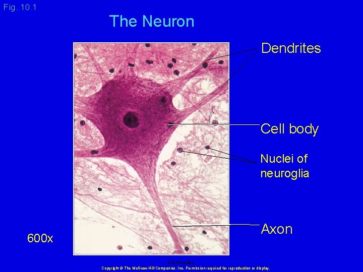 Fig. 10. 1 The Neuron Dendrites Cell body Nuclei of neuroglia 600 x Axon