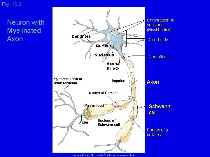 Fig. 10. 3 Neuron with Myelinated Axon Chromatophilic substance (Nissl bodies) Dendrites Cell body