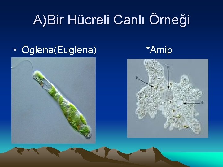 A)Bir Hücreli Canlı Örneği • Öglena(Euglena) *Amip 