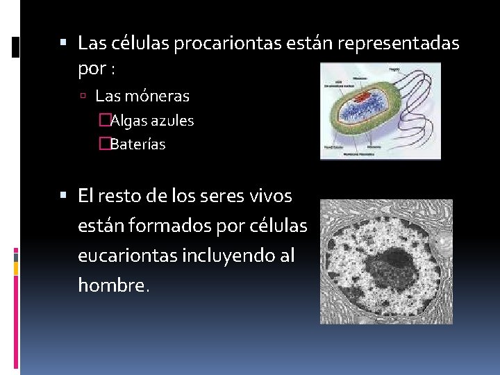  Las células procariontas están representadas por : Las móneras �Algas azules �Baterías El