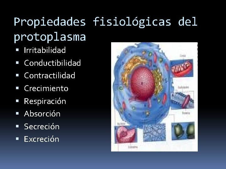 Propiedades fisiológicas del protoplasma Irritabilidad Conductibilidad Contractilidad Crecimiento Respiración Absorción Secreción Excreción 
