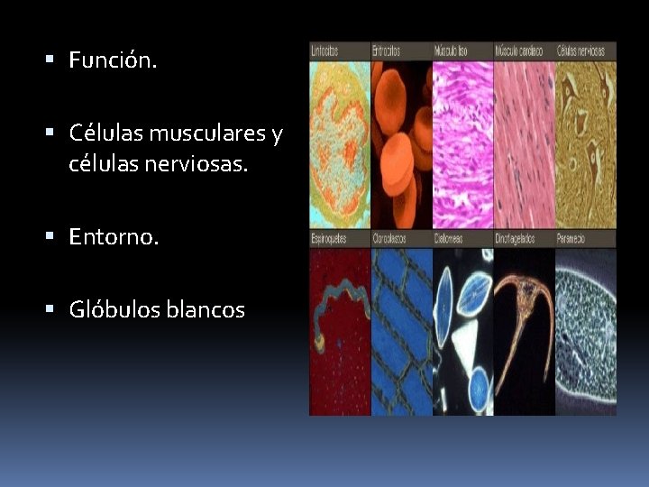  Función. Células musculares y células nerviosas. Entorno. Glóbulos blancos 