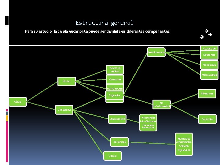 Estructura general Para su estudio, la célula eucarionta puede ser dividida en diferentes componentes.