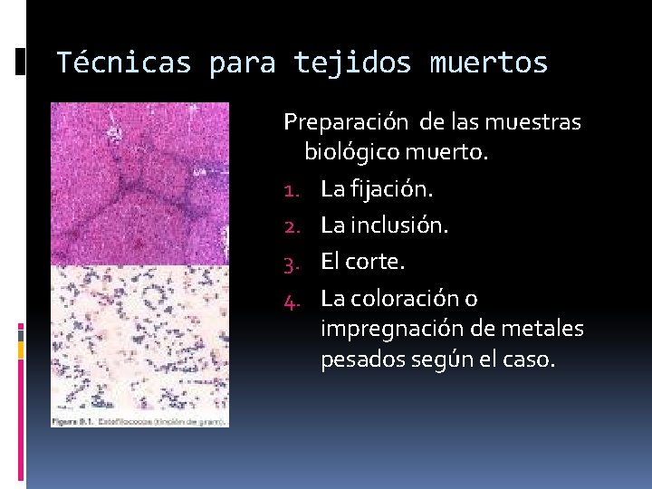 Técnicas para tejidos muertos Preparación de las muestras biológico muerto. 1. La fijación. 2.