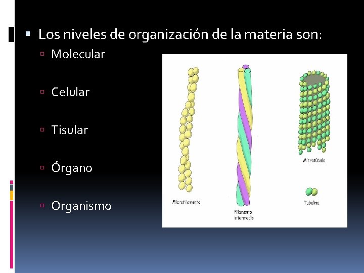  Los niveles de organización de la materia son: Molecular Celular Tisular Órgano Organismo