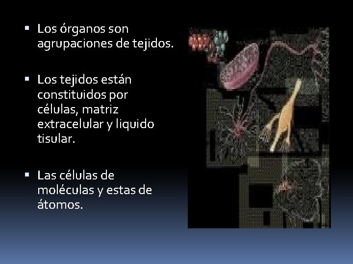  Los órganos son agrupaciones de tejidos. Los tejidos están constituidos por células, matriz