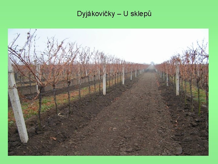 Dyjákovičky – U sklepů 