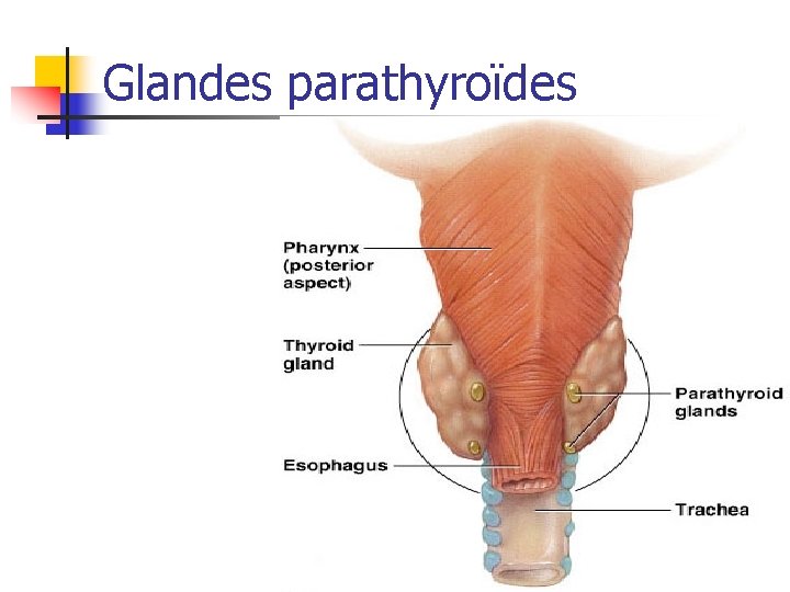 Glandes parathyroïdes 