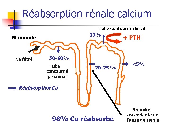 Réabsorption rénale calcium Tube contourné distal 10% Glomérule Ca filtré + PTH 50 -60%